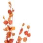 Kunstbloem Physalis Spray Oranje - 75 cm - Afbeelding 2