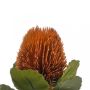 Kunstbloem Banksia Spray Oranje - 57 cm - Afbeelding 2