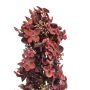 Kunstbloem Hydrangea Paniculata Bordeaux - 64 cm - Afbeelding 2