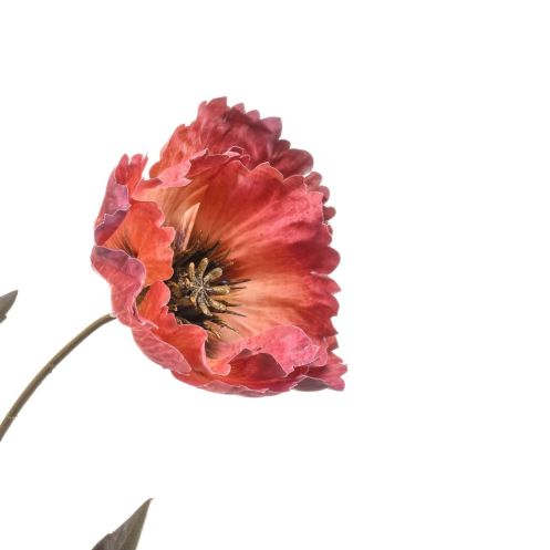 Kunstbloem Poppy Spray Bordeaux - 68 cm - Afbeelding 2