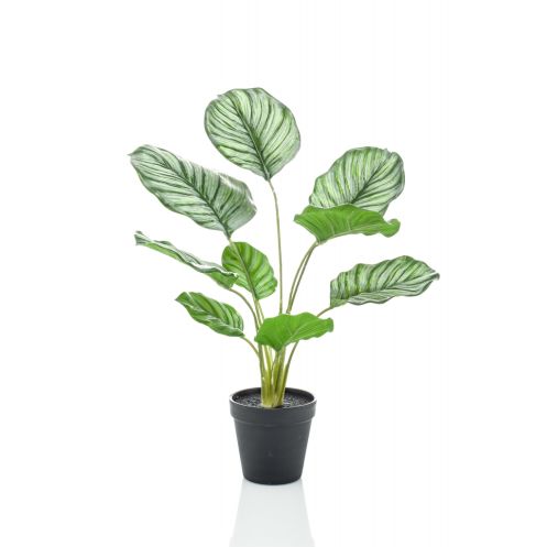 Kunstplant Calathea Orbifolia Groen - 45 cm hoog - Afbeelding 1