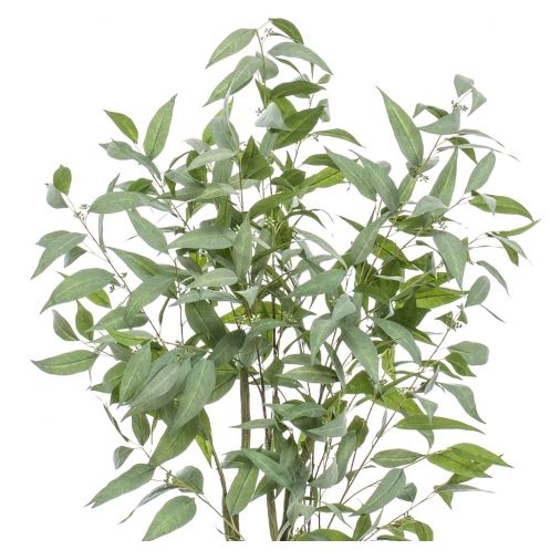 Kunstplant Eucalyptus Groen - 150 cm hoog - Afbeelding 6