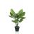 Kunstplant Calathea Orbifolia Groen - 70 cm hoog - Afbeelding 1